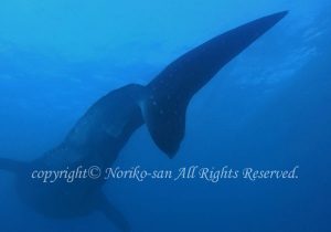 「ジンベエザメ」　のりこさん