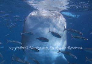 「ジンベエザメ」　のりこさん