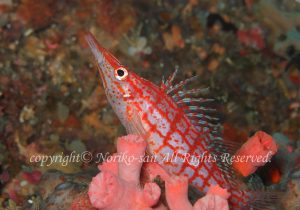 「クダゴンベ」　のりこさん