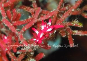 「ミナミヒロウミウシ」　のりこさん