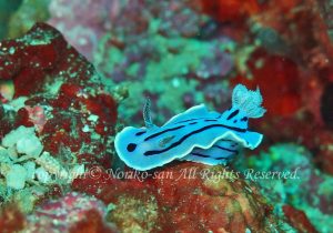 「ミゾレウミウシ」　のりこさん