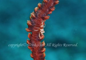 「ムチカラマツエビ」　のりこさん