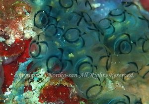 「ワライボヤ」　のりこさん