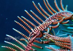 「バサラカクレエビ」　いわしまさん