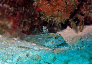 「ヒレフリサンカクハゼ」　いわしまさん