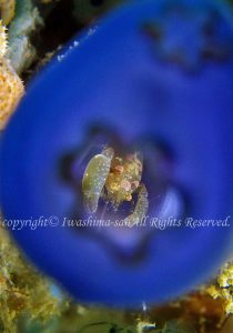 「ホヤカクレエビ」　いわしまさん