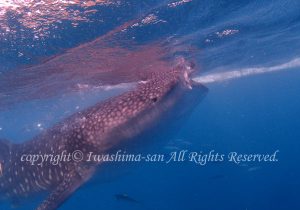 「ジンベエザメ」　いわしまさん