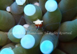 「コロールアネモネシュリンプ」　いわしまさん