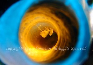 「クシノハカクレエビ」　いわしまさん