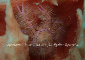 「サクラコシオリエビ」　いわしまさん