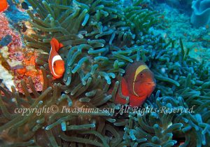 「スパインチークアネモネフィッシュ」　いわしまさん