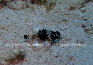 「ウミテング」　いわしまさん