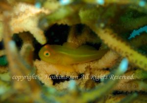 「アカネダルマハゼ」　ほしみさん