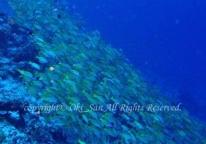 「ヨスジフエダイ」　おおきさん