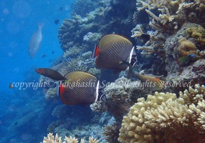 「コラーレバタフライフィッシュ」　たかはしさん