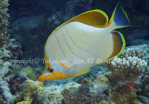 「イエローヘッドバタフライフィッシュ」　たかはしさん