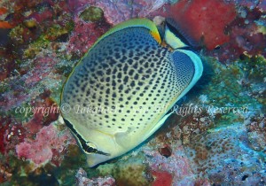 「スポッテッドバタフライフィッシュ」　たかはしさん