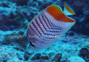 「マダガスカルバタフライフィッシュ」　のりこさん