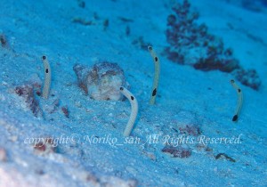 「チンアナゴ」　のりこさん