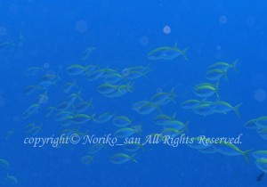 「イエローバックフュージラー」　のりこさん