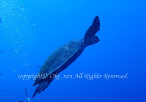 「タイマイ」　おおきさん