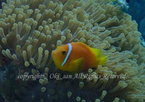 「モルディブアネモネフィッシュ」　おおきさん