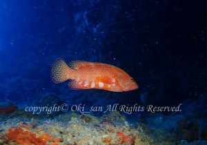 「ユカタハタ」　おおきさん