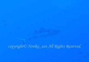 「グレイリーフシャーク」　のりこさん