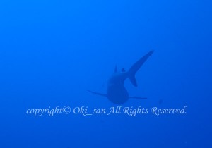 「グレイリーフシャーク」　おおきさん