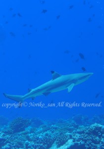 「ツマグロ」　のりこさん