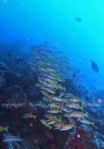 「ヨスジフエダイ」　のりこさん