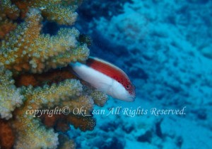 「ホシゴンベ」　おおきさん