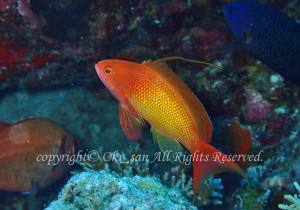 「キンギョハナダイ」　おおきさん