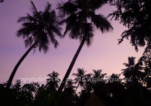 「モルディブ」　おおきさん