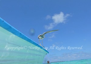 「モルディブ」　のりこさん