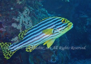 「ムスジコショウダイ」　たかはしさん