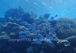 「ノコギリダイ」　おおきさん