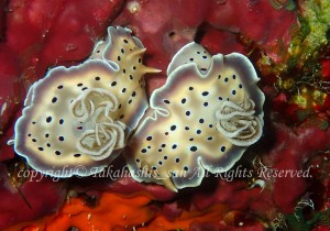 「オトヒメウミウシ」　たかはしさん