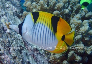 「サドルバックバタフライフィッシュ」　たかはしさん