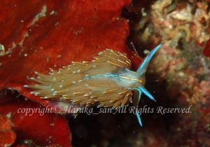 「エムラミノウミウシ」　はるかさん