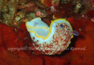 「サラサウミウシ」　はるかさん