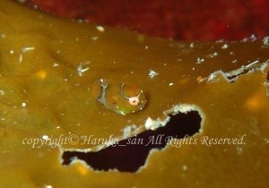 「ダンゴウオ」　はるかさん