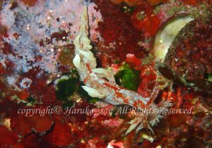 「ユビウミウシ」　はるかさん