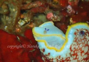 「コペポーダ」　はるかさん