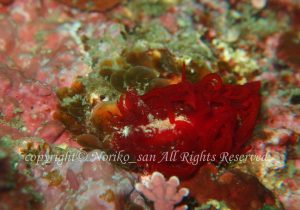 「ショウジョウウミウシ」　のりこさん