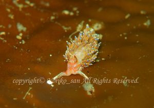 「セトミノウミウシ」　のりこさん