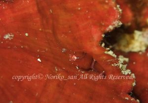 「ダンゴウオ」　のりこさん