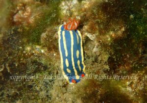 「アオウミウシ」　たかはしさん
