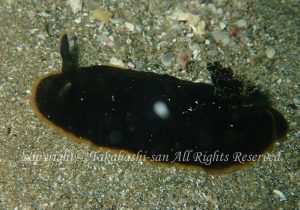 「クロシタナシウミウシ」　たかはしさん