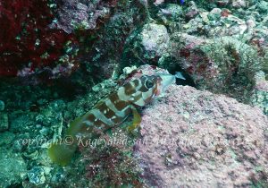 「アカハタ」　かげやまさん